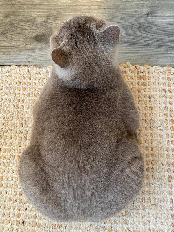 Flip