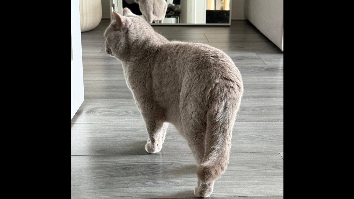 Flip