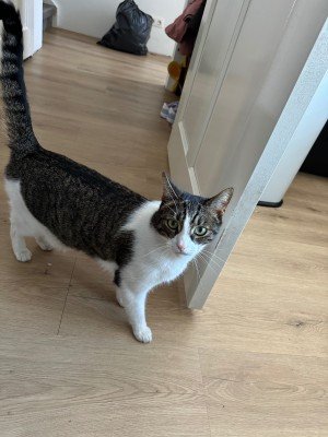 Niko