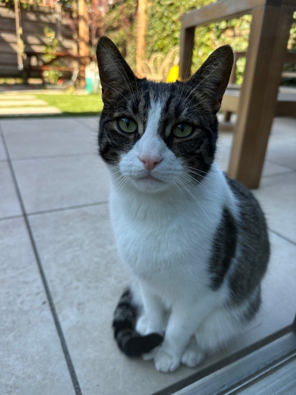 Niko