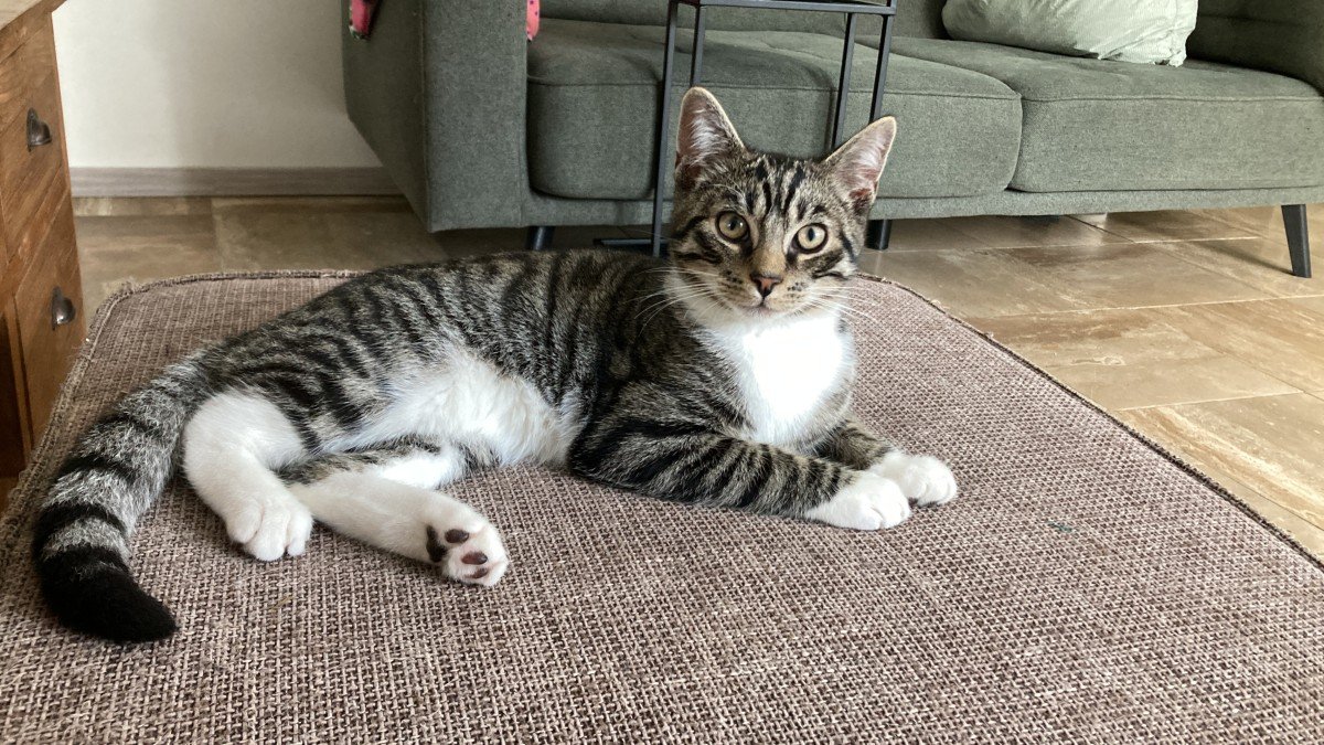 Louie