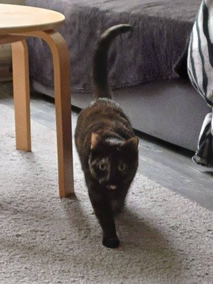 Bella
