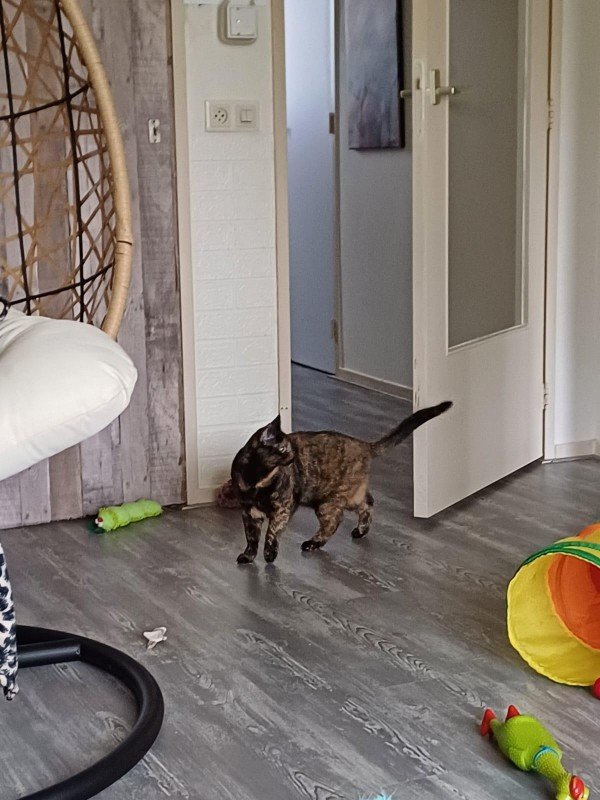 Bella