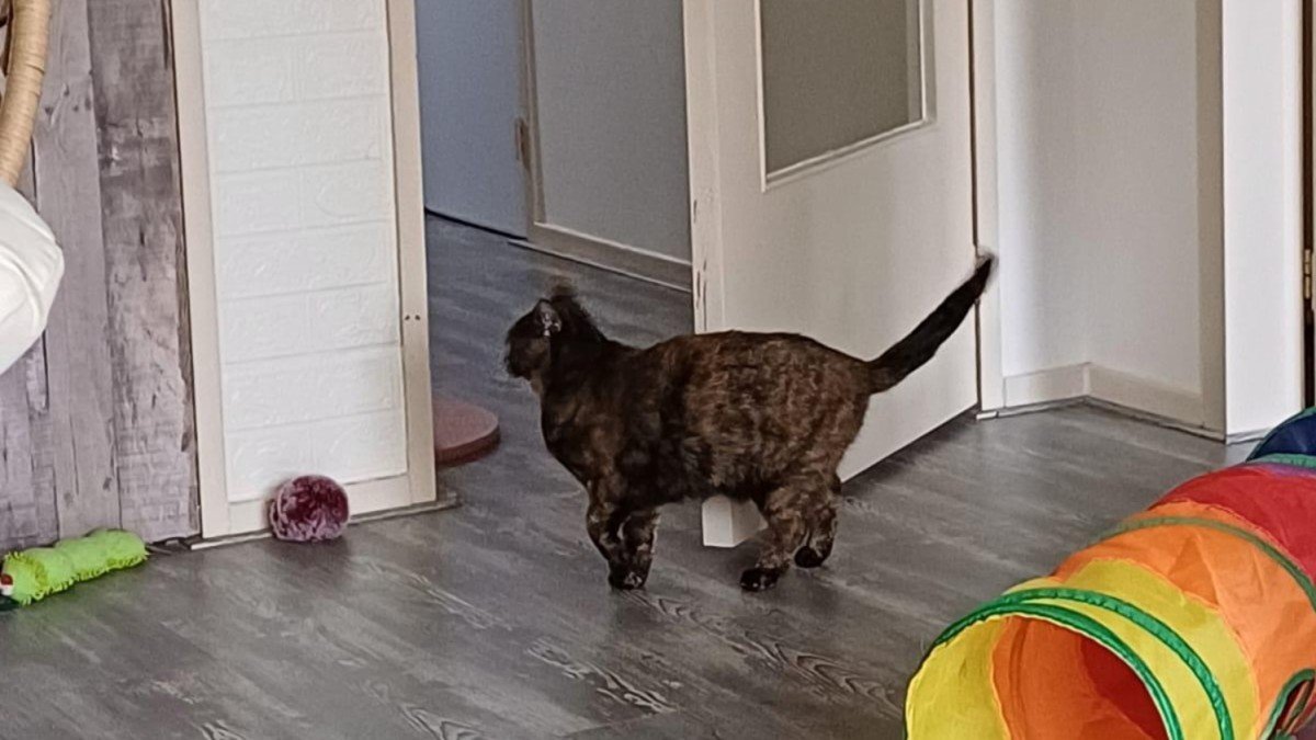 Bella