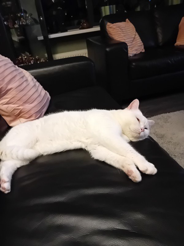 Ollie