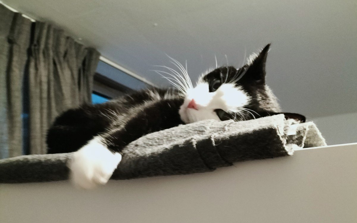 Tom