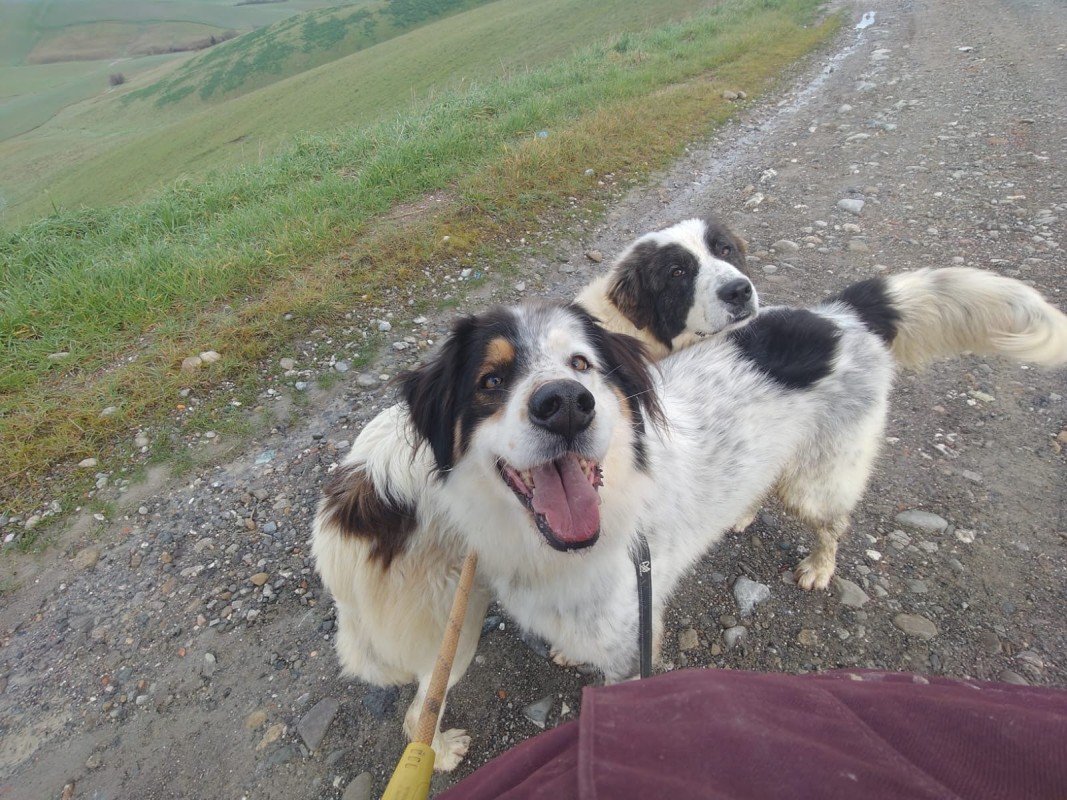 Balou