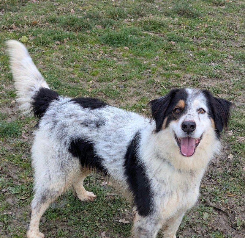 Balou