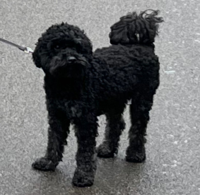 Balou