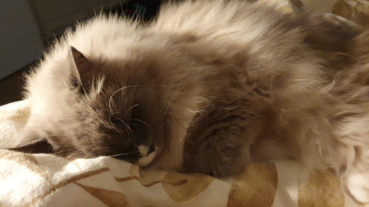 Fien