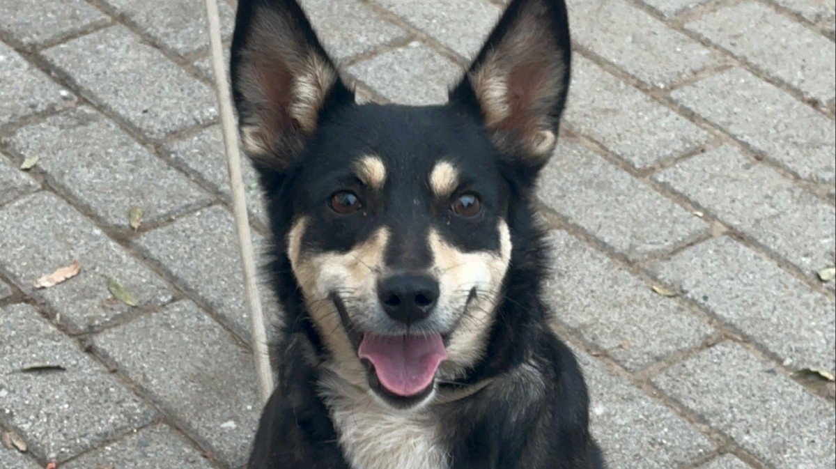 Devi
