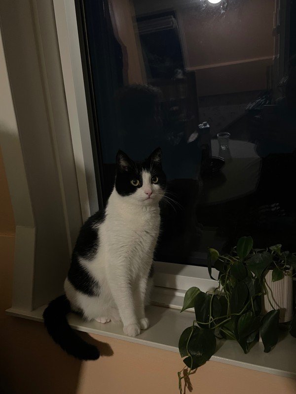Beemo