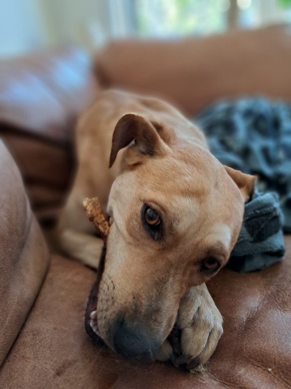 Bella