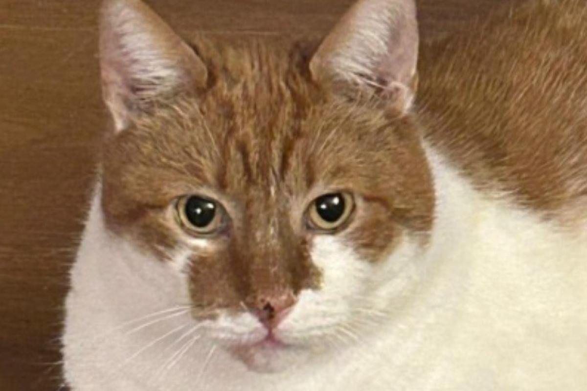 Tobias