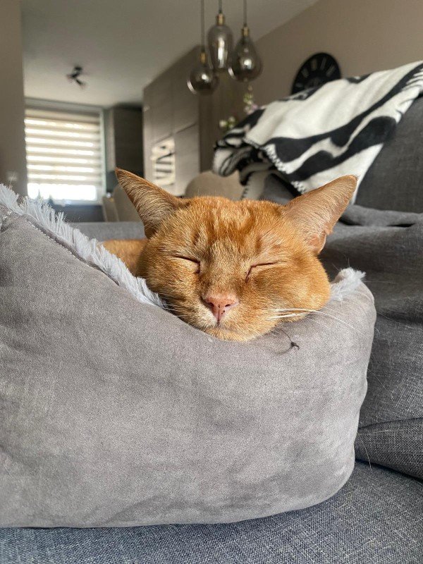 Sammy