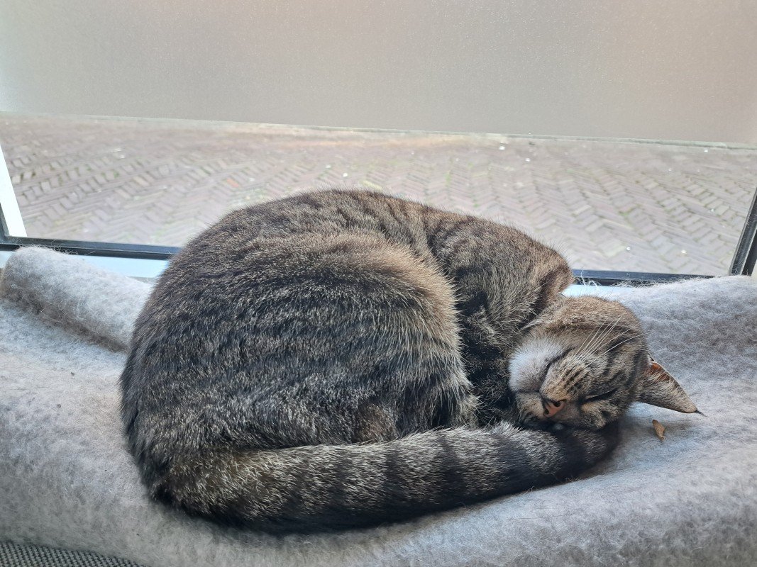Cato