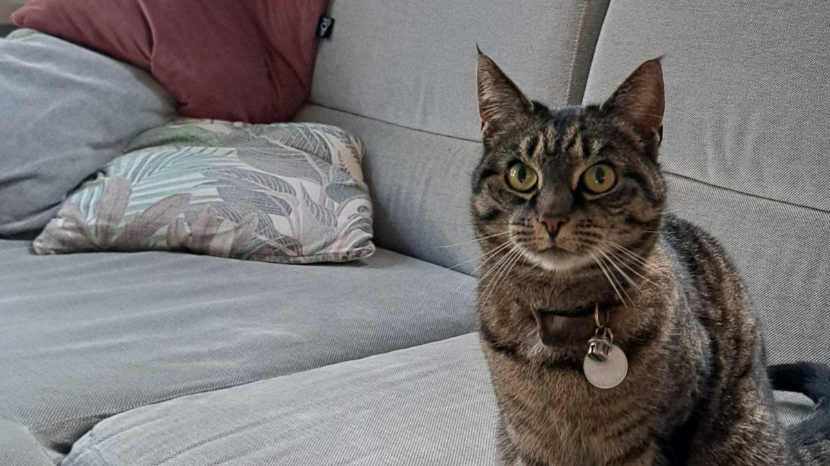 Cato