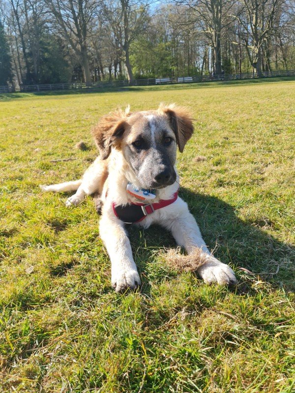 Greta