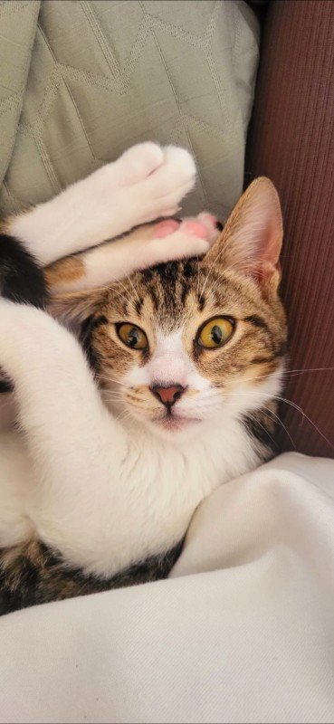 Mittens