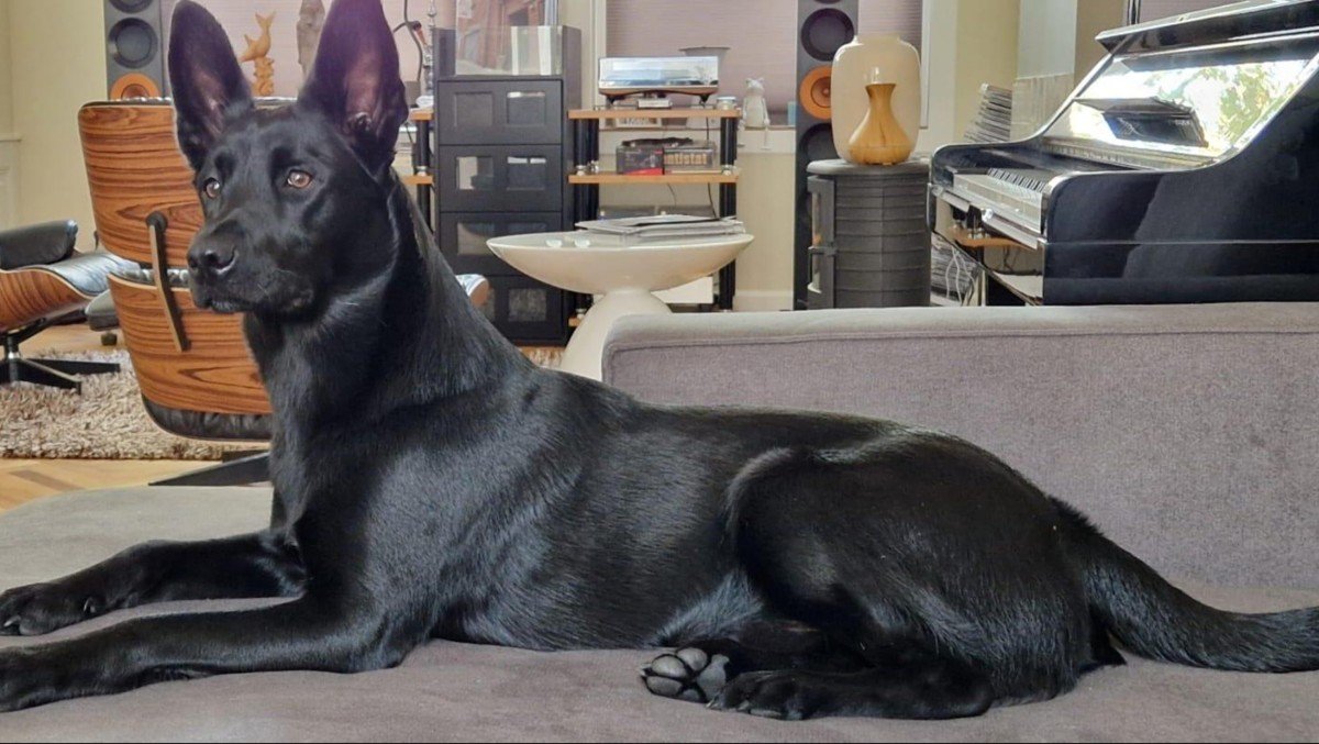 Bodi