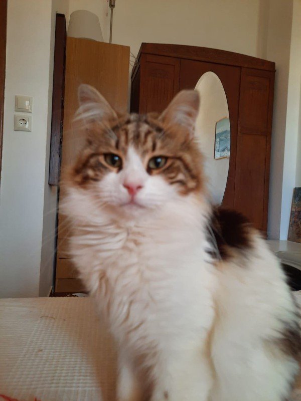 Leo