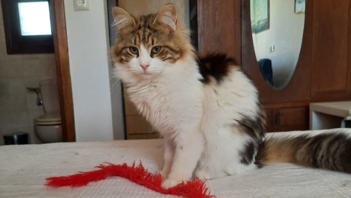 Leo