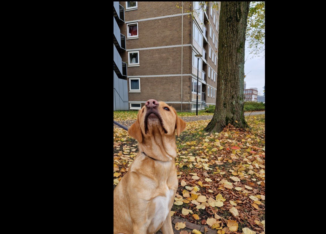 Ollie