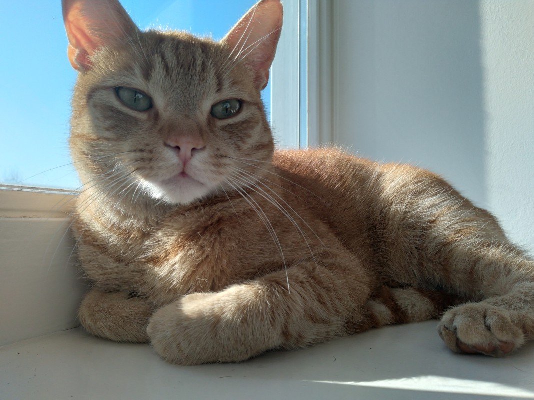 Ziggy
