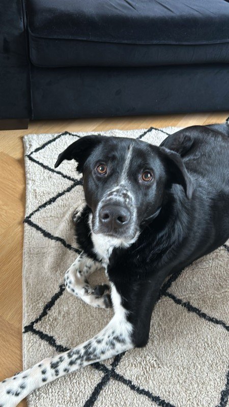 Bo