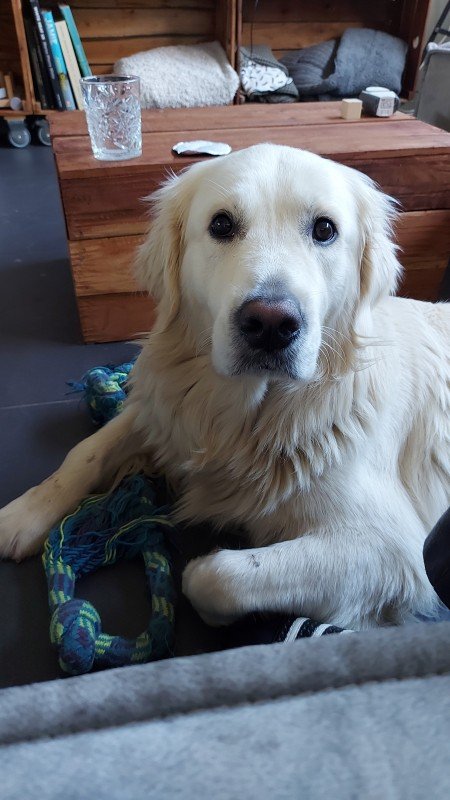 Bodhi