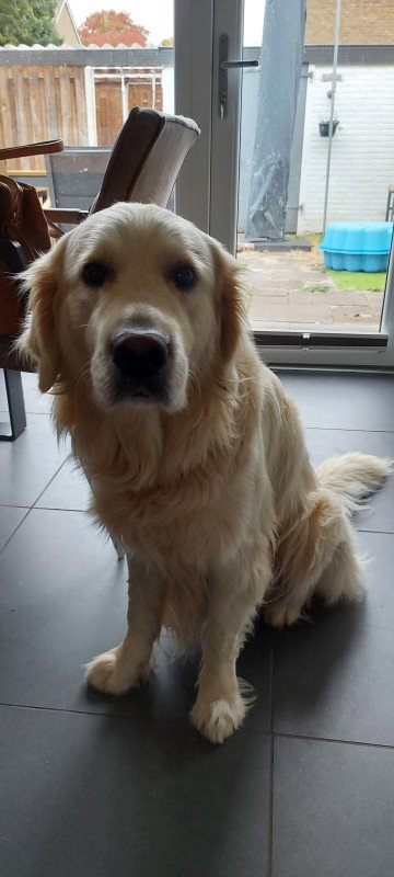 Bodhi