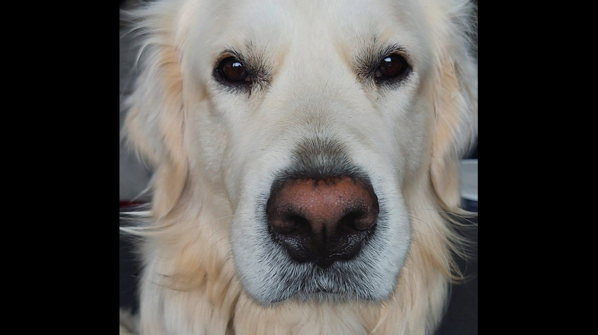 Bodhi