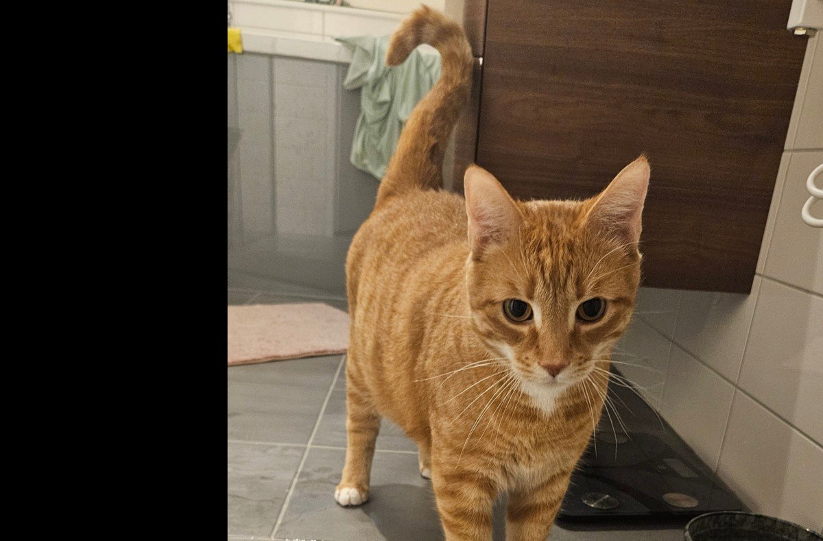 Simba