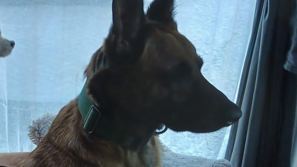 Dex