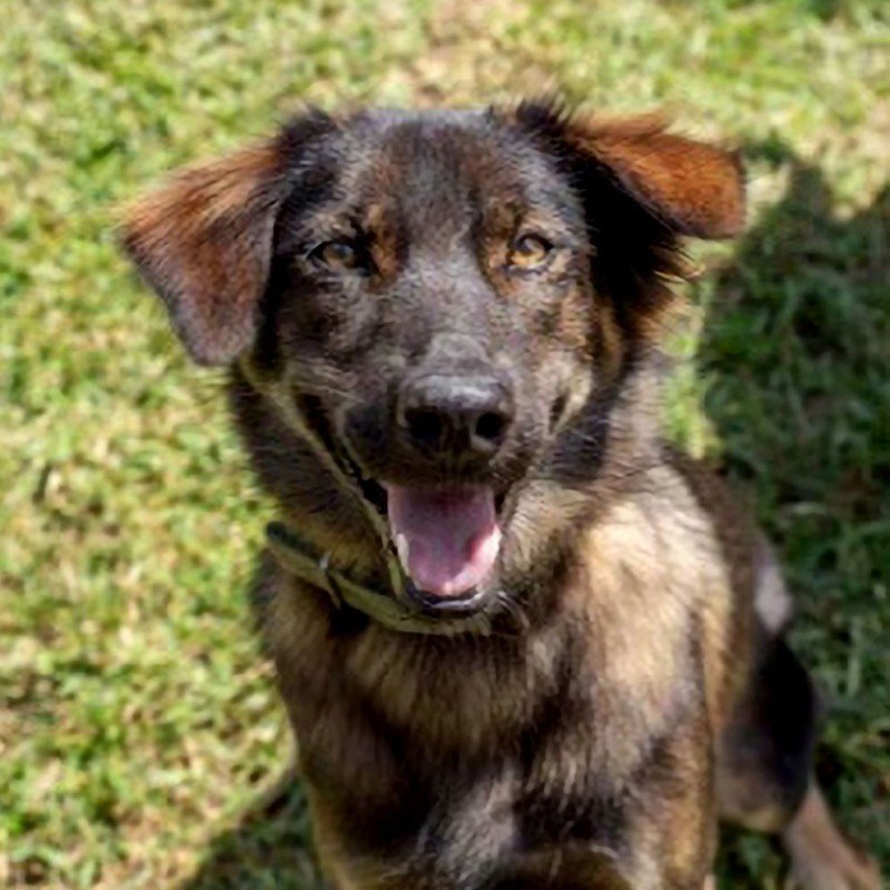 Suki