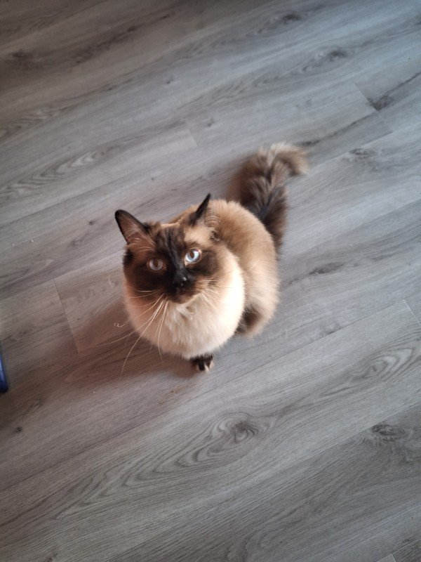 Micha