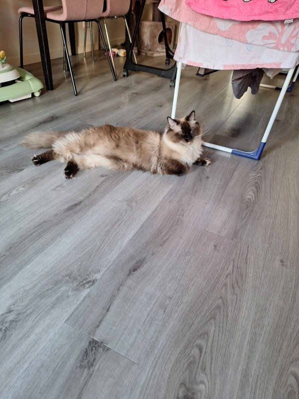 Micha