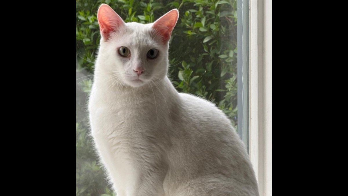 Misti