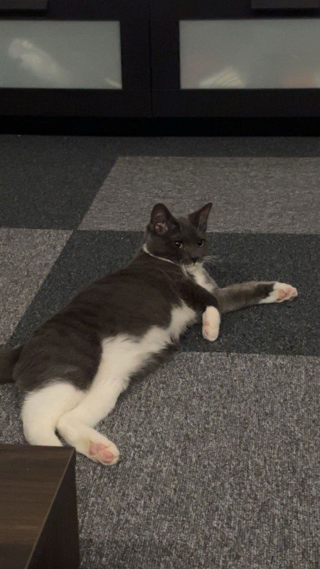 Coco