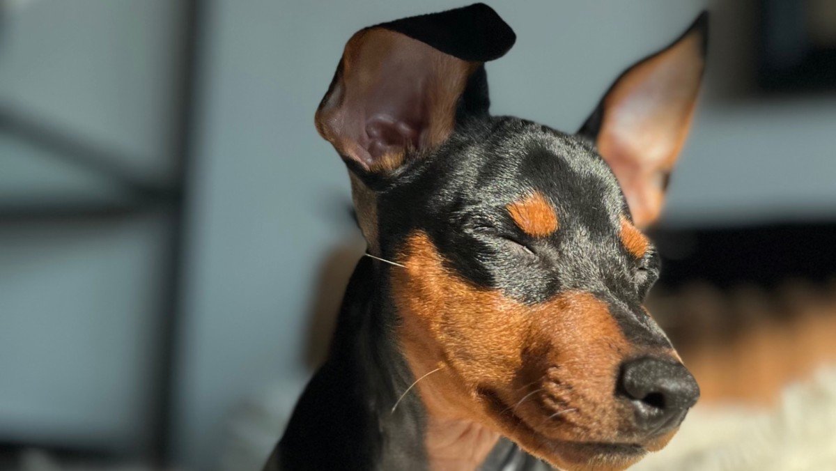Kenji
