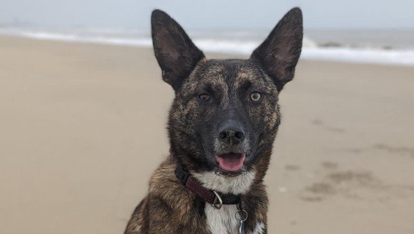 Apollo