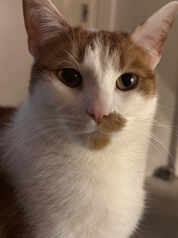 Finlay