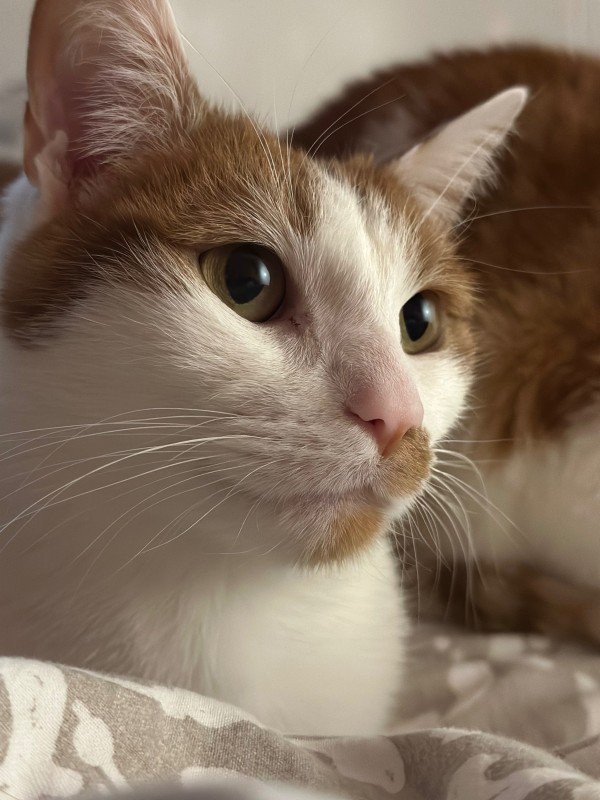 Finlay