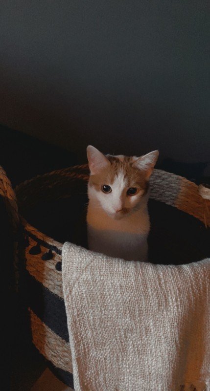 Finlay