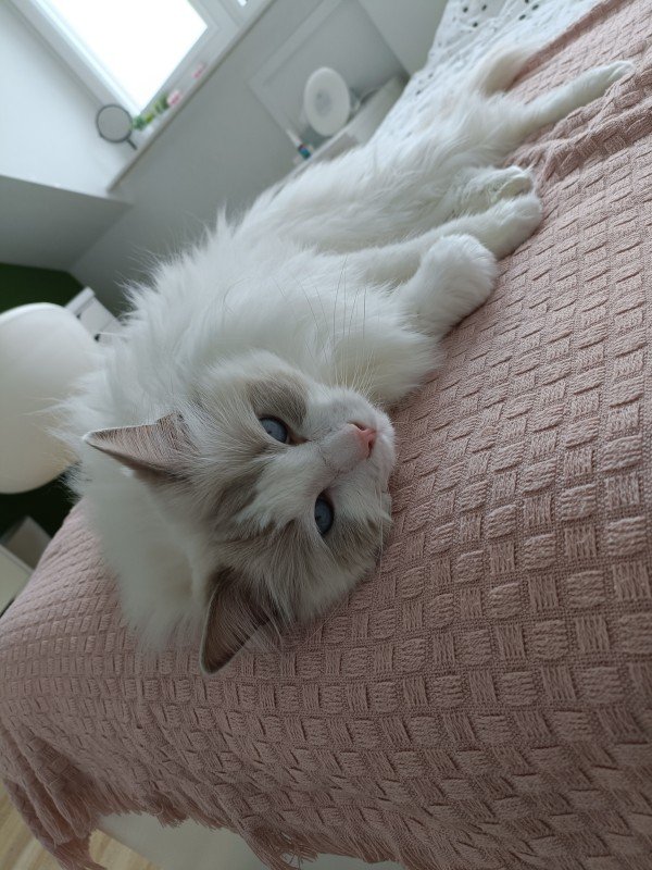 Hugo