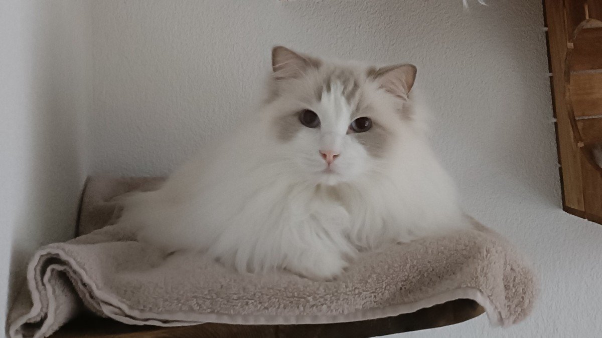 Hugo