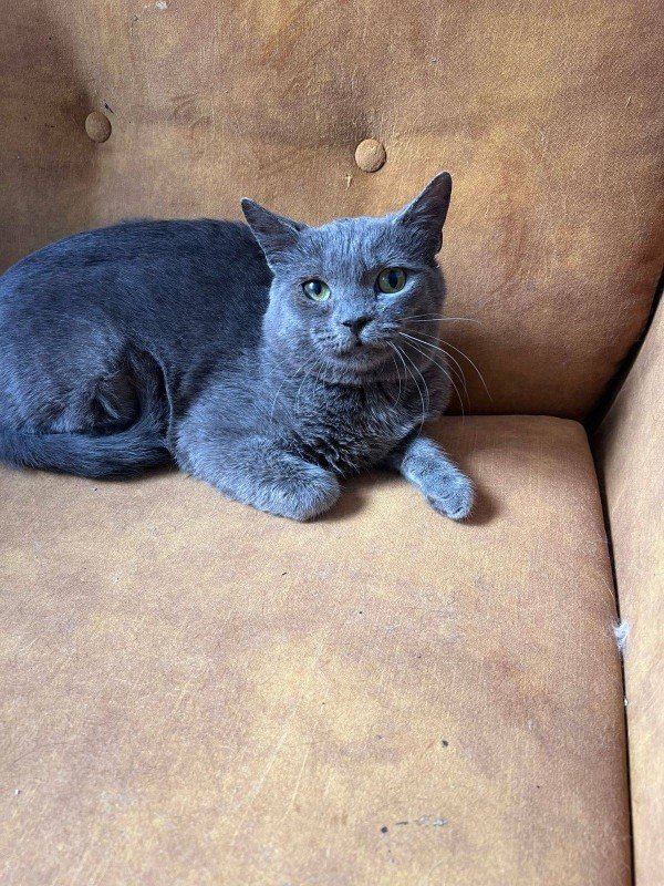 Dusty
