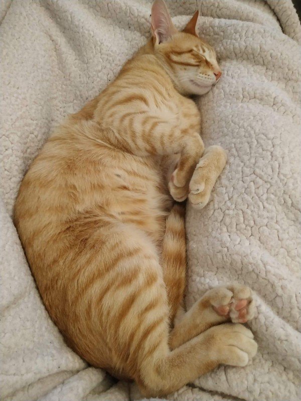 Nacho