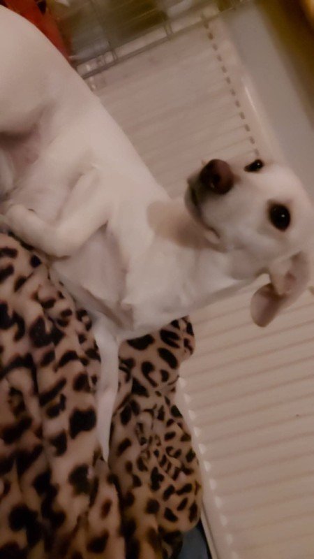 Bailey