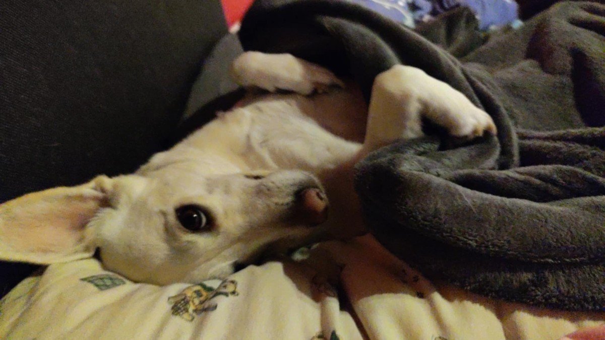 Bailey